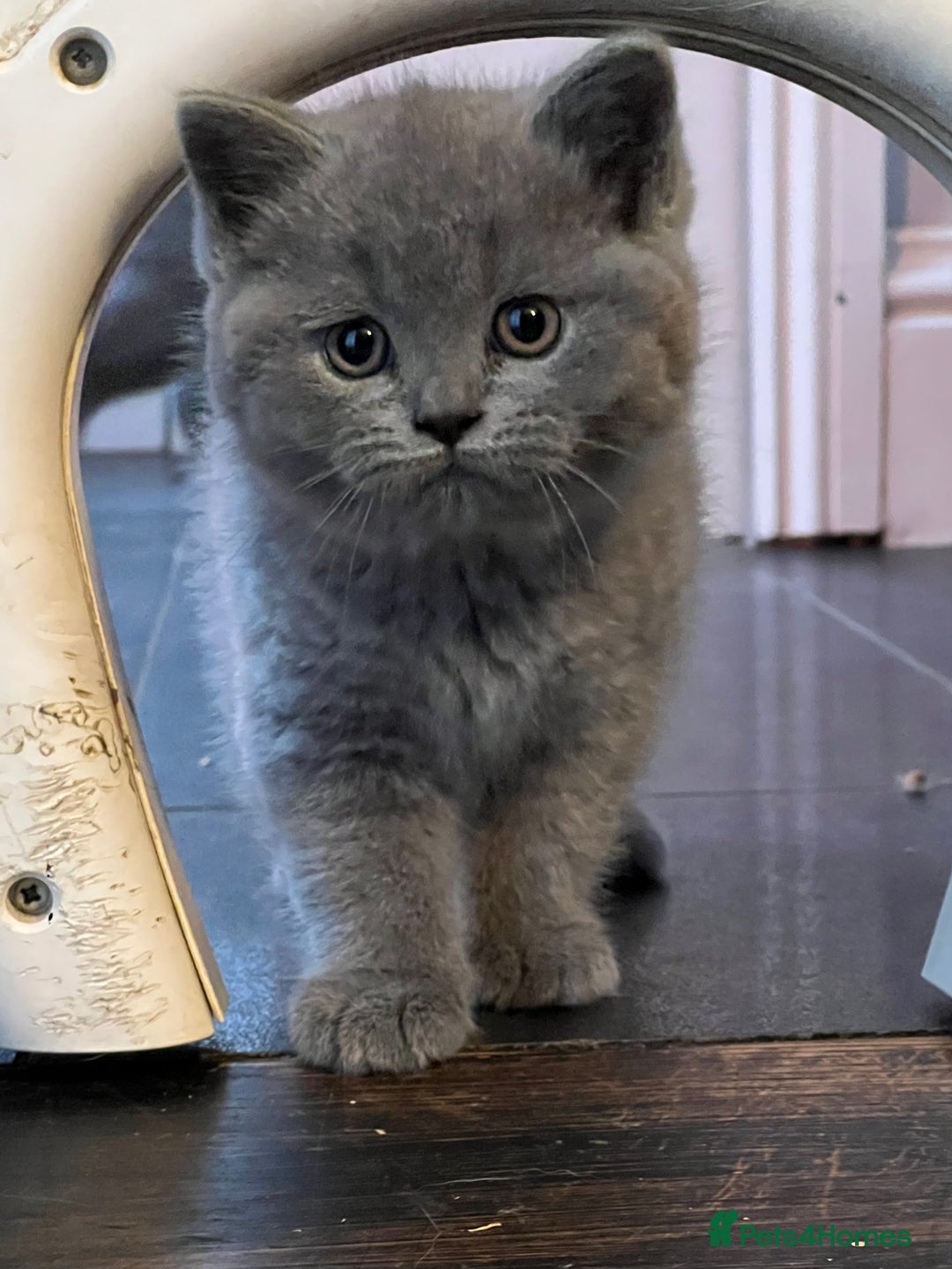 British Shorthair cats for sale: British Blue Boy Kitten For Sale - Image 2