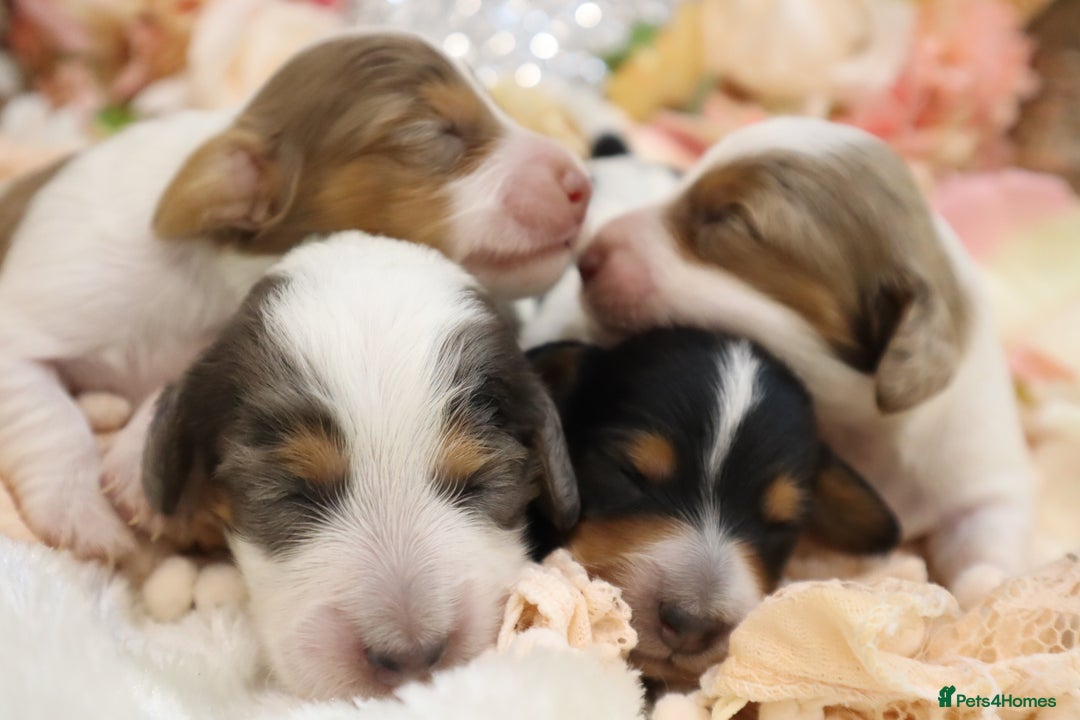 Miniature Dachshund dogs for sale: KC Longhair Miniature Dachshund Puppies - Image 7