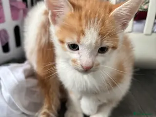 Mixed Breed cats Stunning chunky males - Advert 4