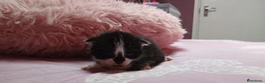 Mixed Breed Kitten 5