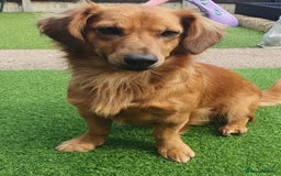 Mixed Breed dogs for adoption: 💖🐶 SANDY 🐶💖 - Image 31