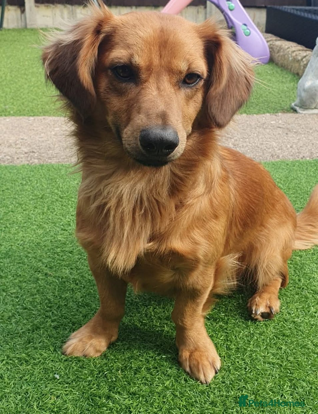 Mixed Breed dogs for adoption: 💖🐶 SANDY 🐶💖 - Image 31