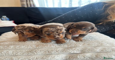 Miniature Dachshund dogs KC reg Miniature Dachshunds available 24thDecember - Advert 12
