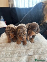 Miniature Dachshund dogs KC reg Miniature Dachshunds available 24thDecember - Advert 12