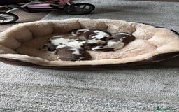 Cocker Spaniel dogs for sale: 🩷Stunning chocolate sable roan show type cocker🩷 - Advert 14