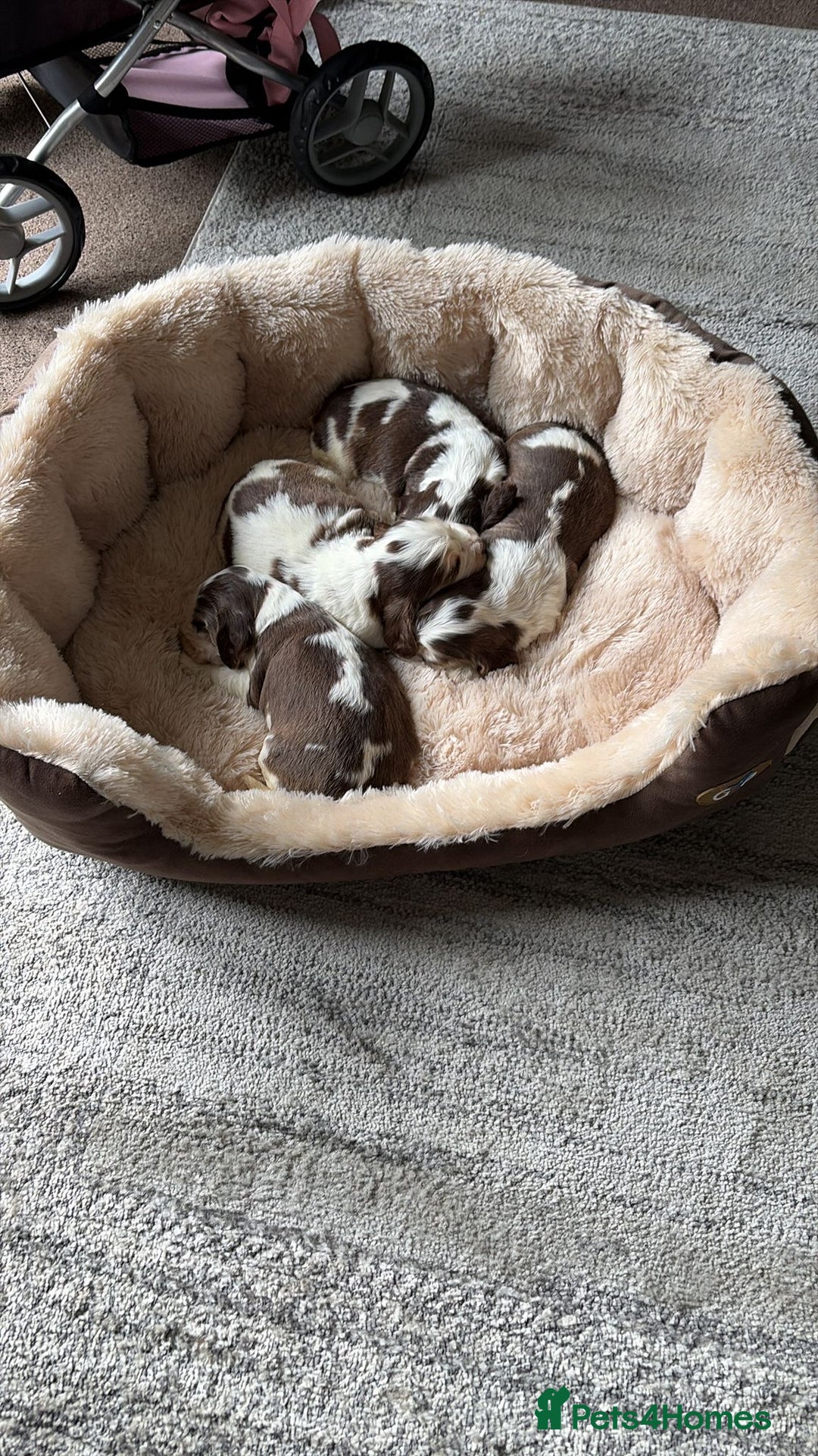 Cocker Spaniel dogs for sale: 🩷Stunning chocolate sable roan show type cocker🩷 - Advert 14