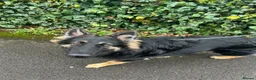 German Shepherd dogs for sale: Loving German Shepherd male - Advert 12