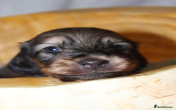 Miniature Dachshund dogs for sale: Stunning shaded cream and cream dachshunds  - Image 9