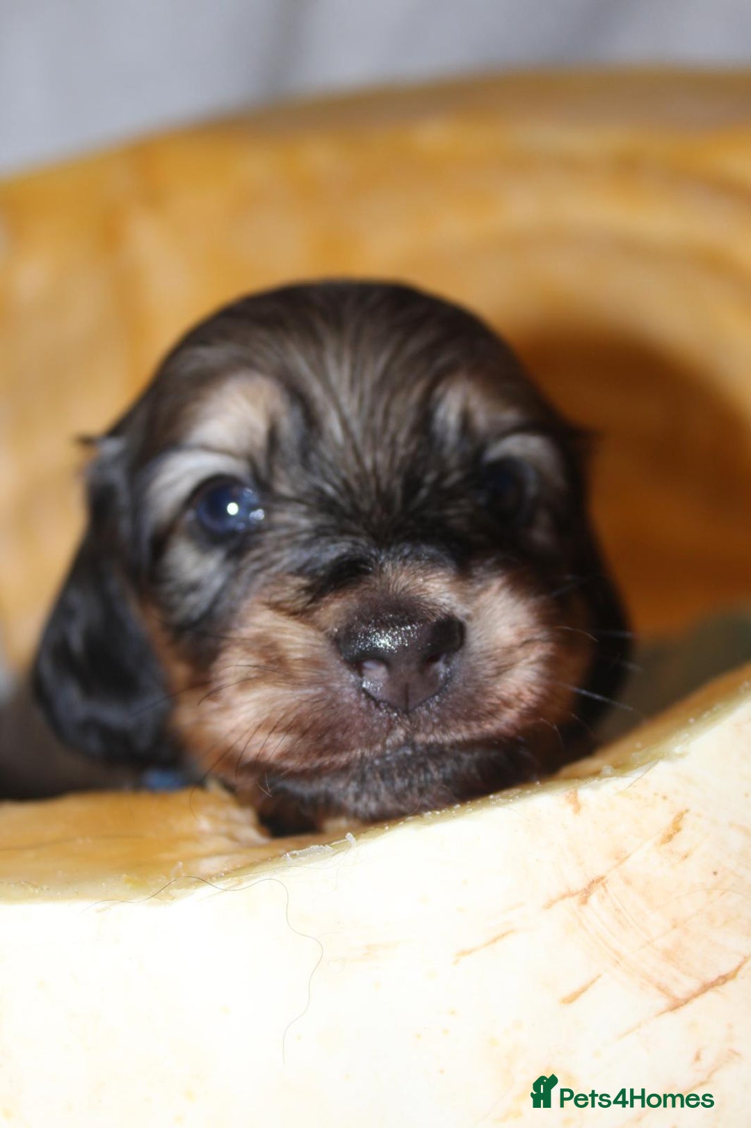 Miniature Dachshund dogs for sale: Stunning shaded cream and cream dachshunds  - Image 9