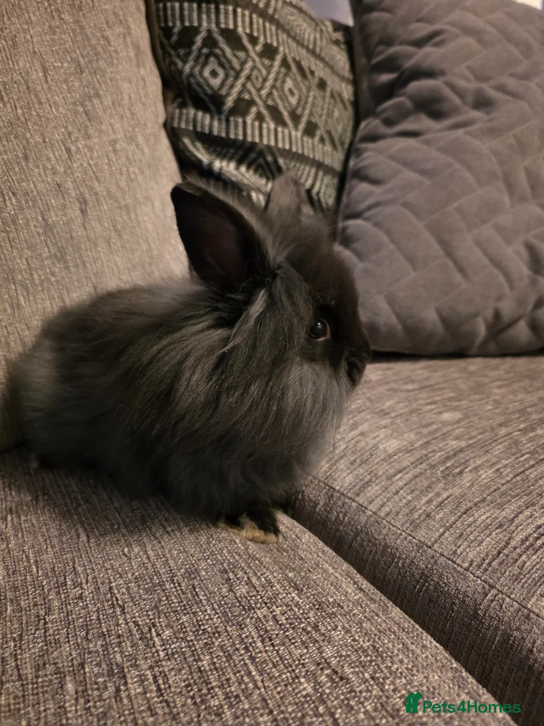 Lionhead rabbits for sale: Female lion head rabbits in Barrow-upon-Humber - Advert 1