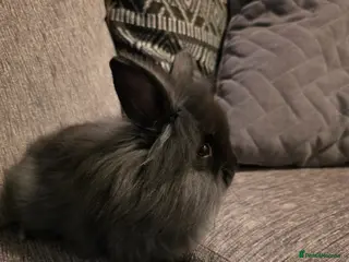 Lionhead rabbits Female lion head rabbits - Advert 1