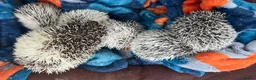 Pygmy Hedgehog rodents for sale: African Pygmy hedgehog hoglets  - Advert 2