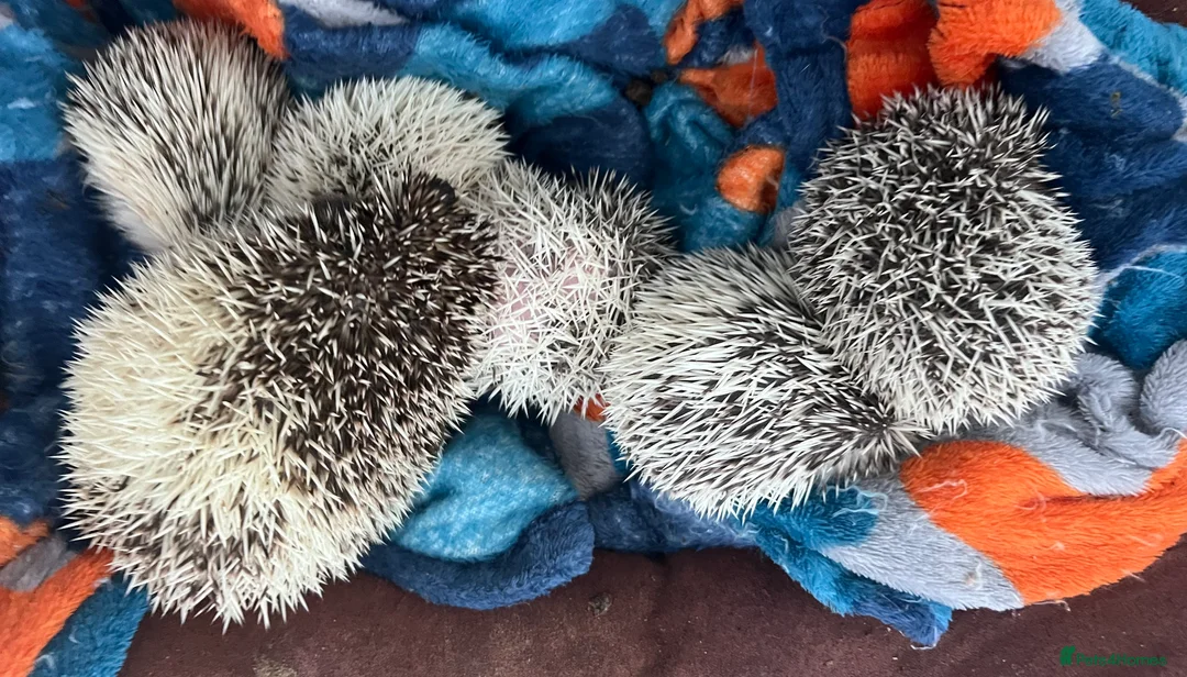 Pygmy Hedgehog rodents for sale: African Pygmy hedgehog hoglets  - Advert 2