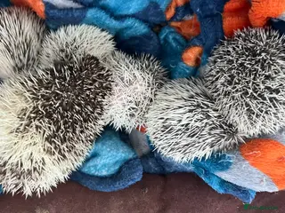 Pygmy Hedgehog rodents African Pygmy hedgehog hoglets - Advert 8