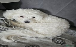 Bichon Frise dogs for stud: Boy, male. in Peterborough - Image 1