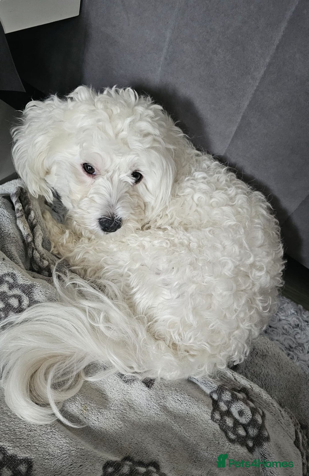Bichon Frise dogs for stud: Boy, male. in Peterborough - Image 1