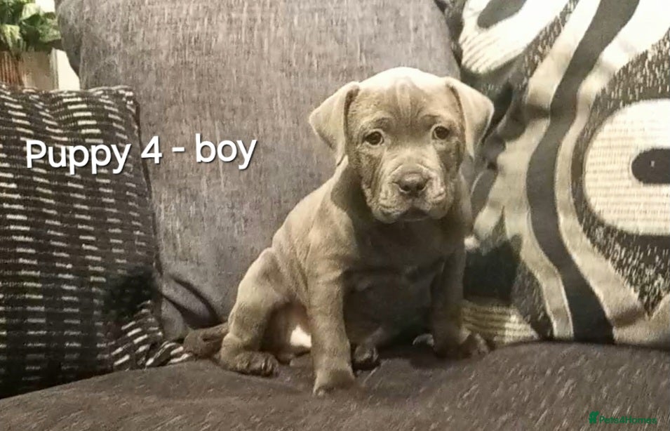 Staffordshire Bull Terrier dogs Beautiful Staffordshire Bull Terrier puppies - Advert 11