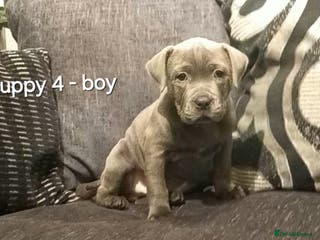 Staffordshire Bull Terrier dogs Beautiful Staffordshire Bull Terrier puppies - Advert 11