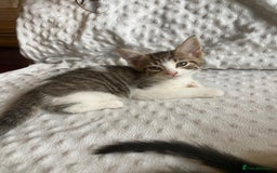 Mixed Breed cats for sale: Beautiful white tabby kittens. - Image 3