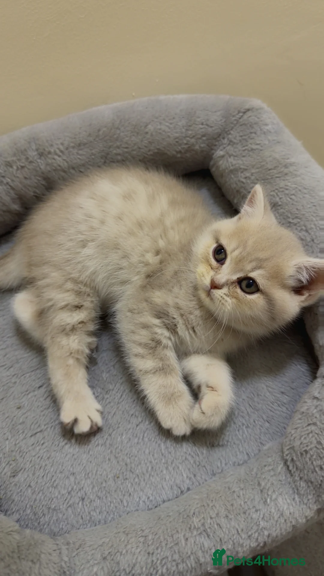 British Shorthair cats for sale: Beautiful British shorthair  - Advert 12