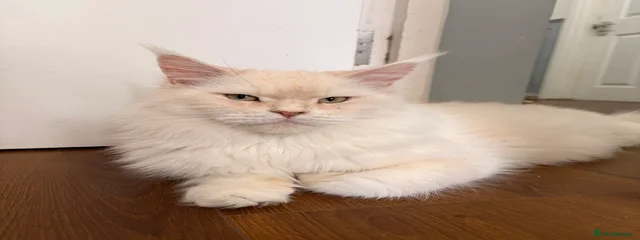 Perla