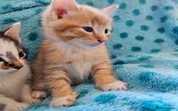 Mixed Breed cats for sale: GINGER GIRL AND TABBY BOY  - Image 6