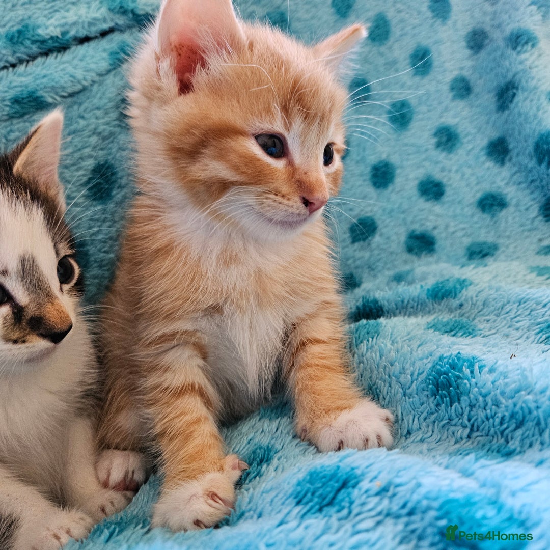 Mixed Breed cats for sale: GINGER GIRL AND TABBY BOY  - Image 6
