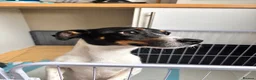 Jack Russell dogs for sale: 🐾 Beautiful 1-Year-Old Female Dog 🐾 - Advert 2