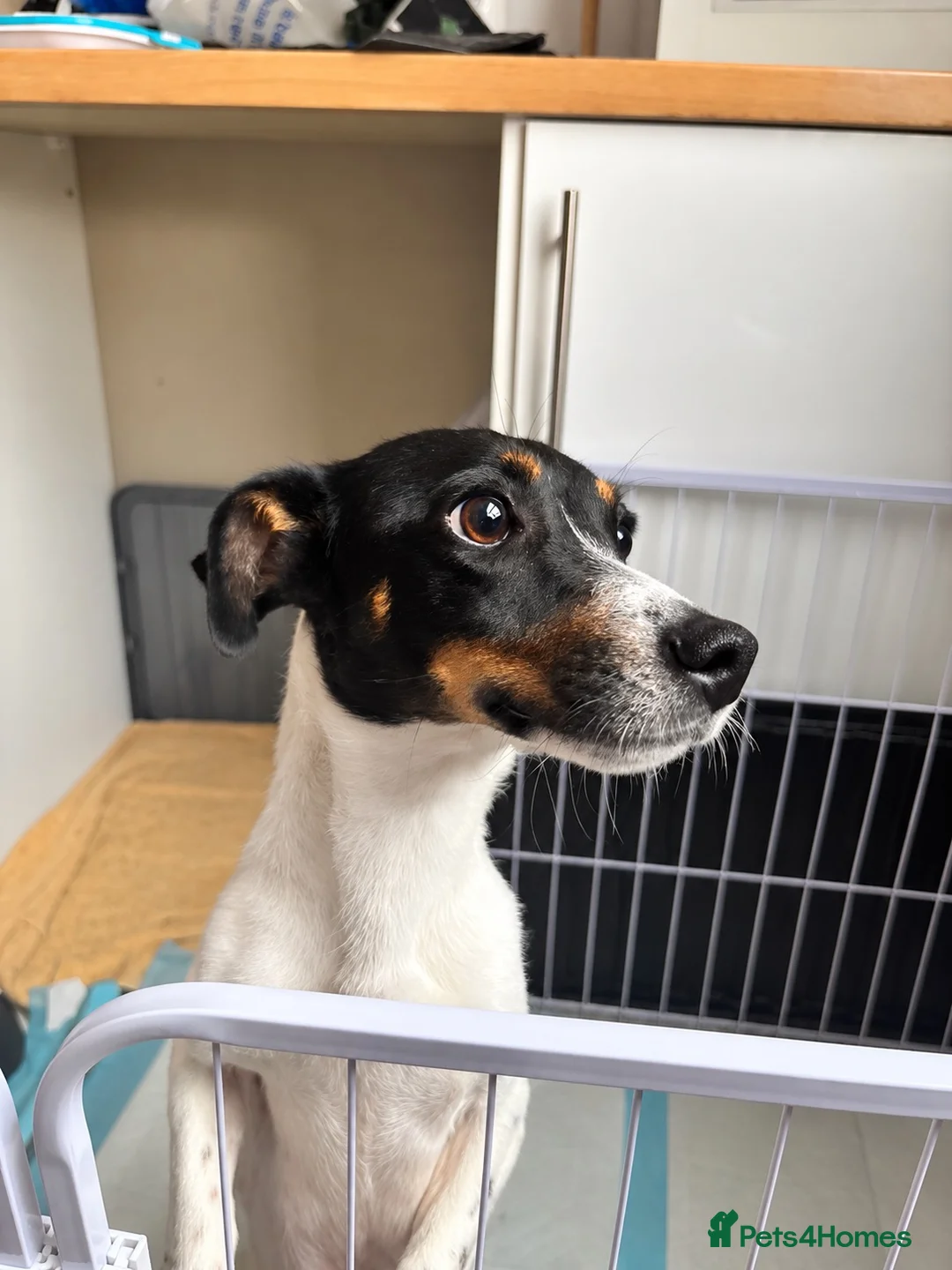 Jack Russell dogs for sale: 🐾 Beautiful 1-Year-Old Female Dog 🐾 - Advert 2