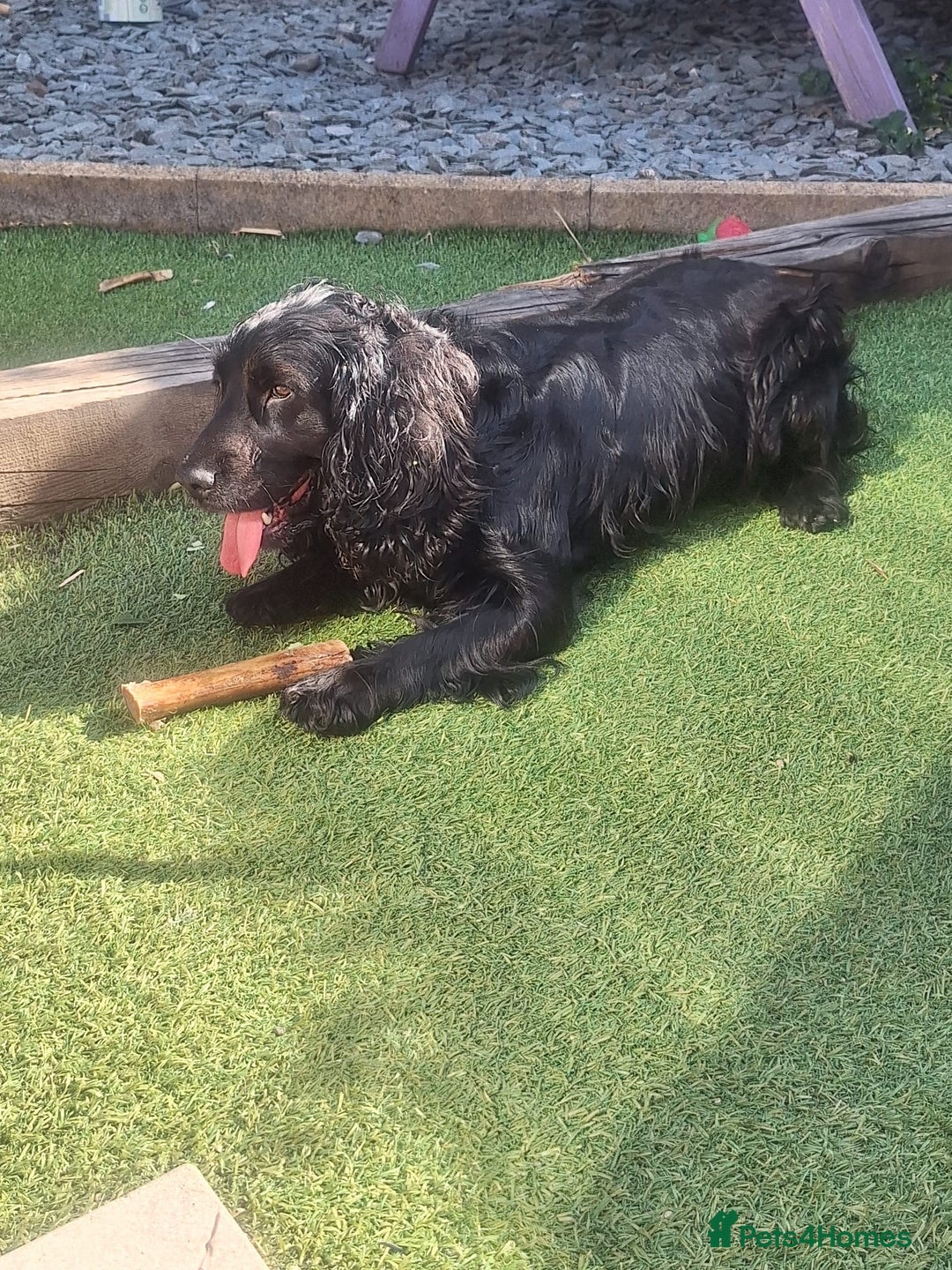 Mixed Breed dogs for sale: Bull sprocker puppies  - Advert 5