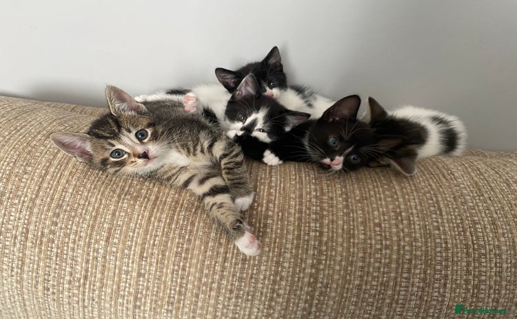 Mixed Breed cats - Advert 7