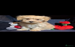 Cavapoo dogs for stud: Extensively Health Tested Deep Red Tiny Toy Poodle in Mansfield - Image 12