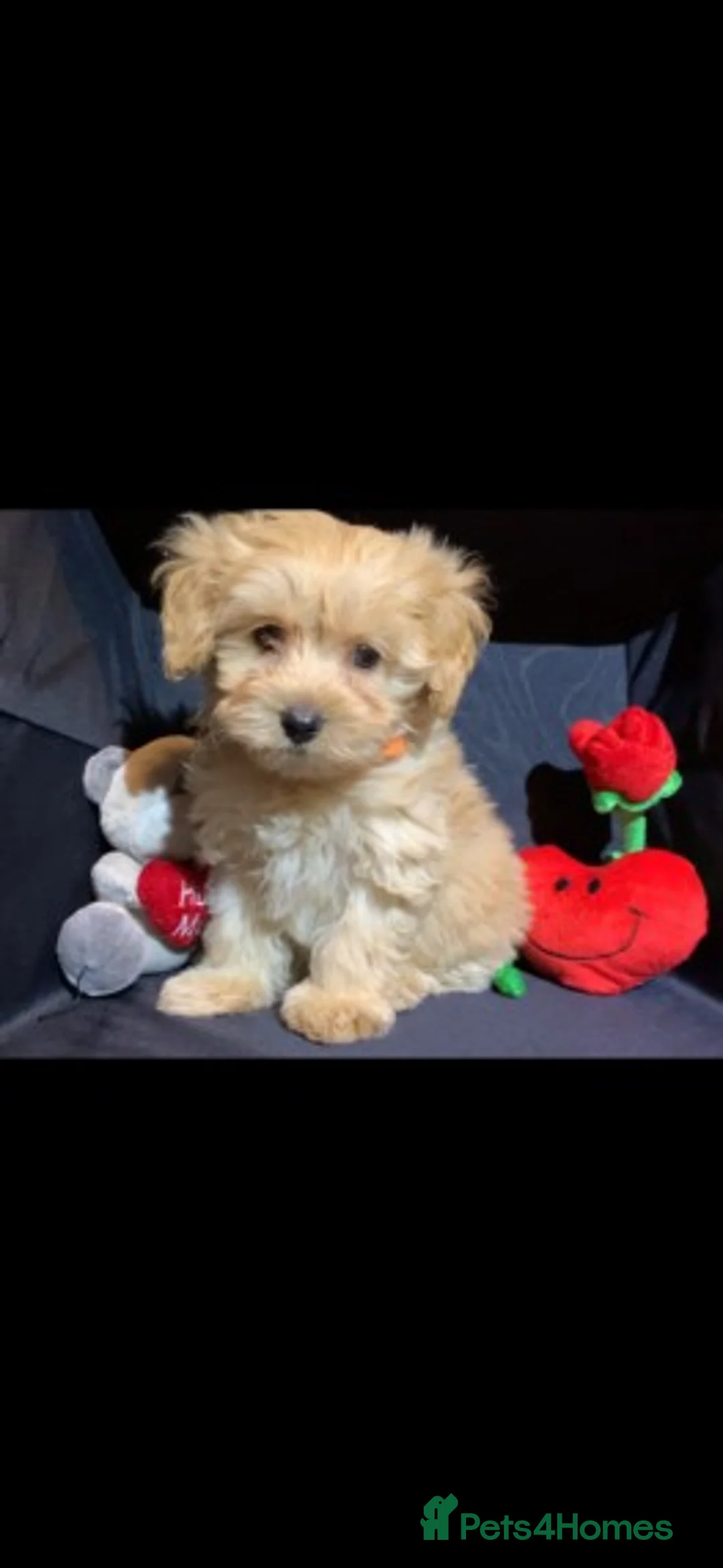 Cavapoo dogs for stud: Extensively Health Tested Deep Red Tiny Toy Poodle in Mansfield - Advert 12
