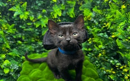 Egyptian Mau cats for sale: Smoke Egyptian MAU x Bengal spotted&marble kittens - Image 2