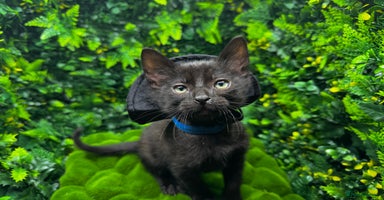 Egyptian Mau cats - Advert 5