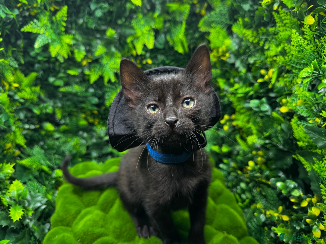 Egyptian Mau cats for sale: Smoke Egyptian MAU x Bengal spotted&marble kittens - Image 2