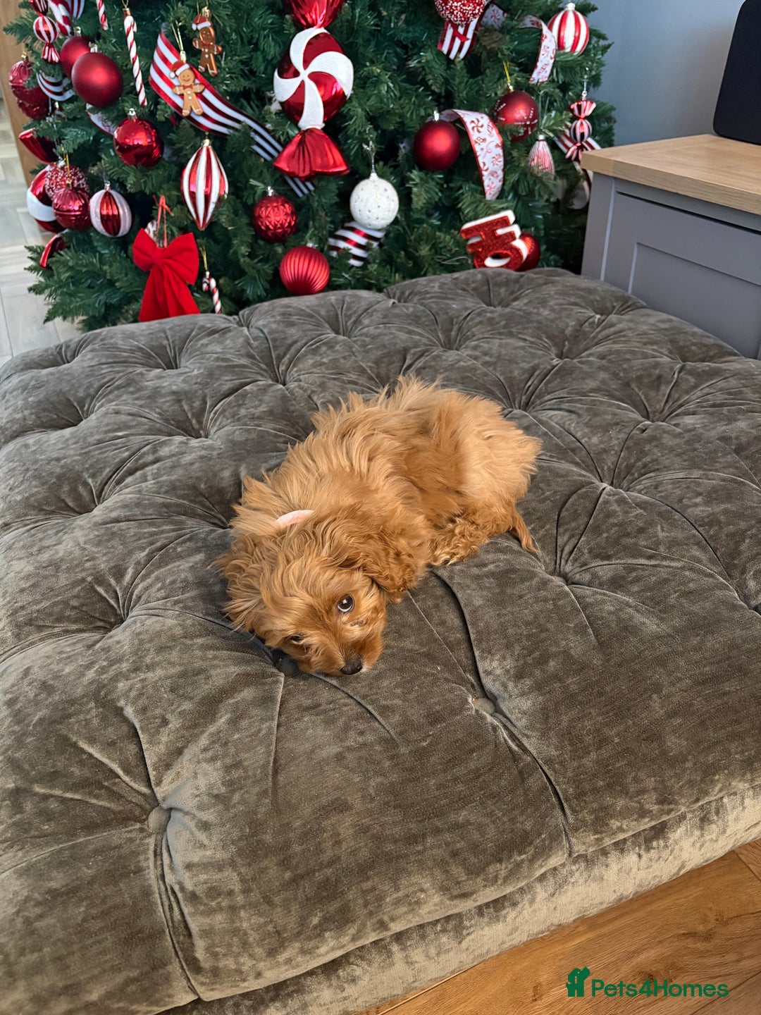 Cavapoo dogs for sale: Cavapoo puppy- needs a new home  - Advert 3