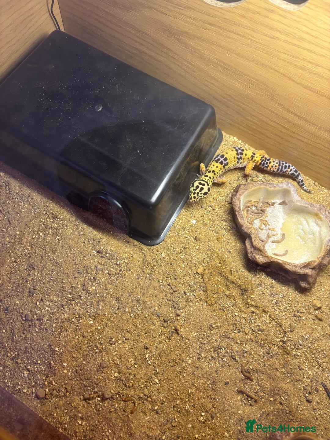 Leopard Gecko reptiles for sale: Leopard gecko  - Image 2