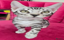 Bengal cats for sale: 3 exquisite Tica registered bengals *****READY NOW - Image 2