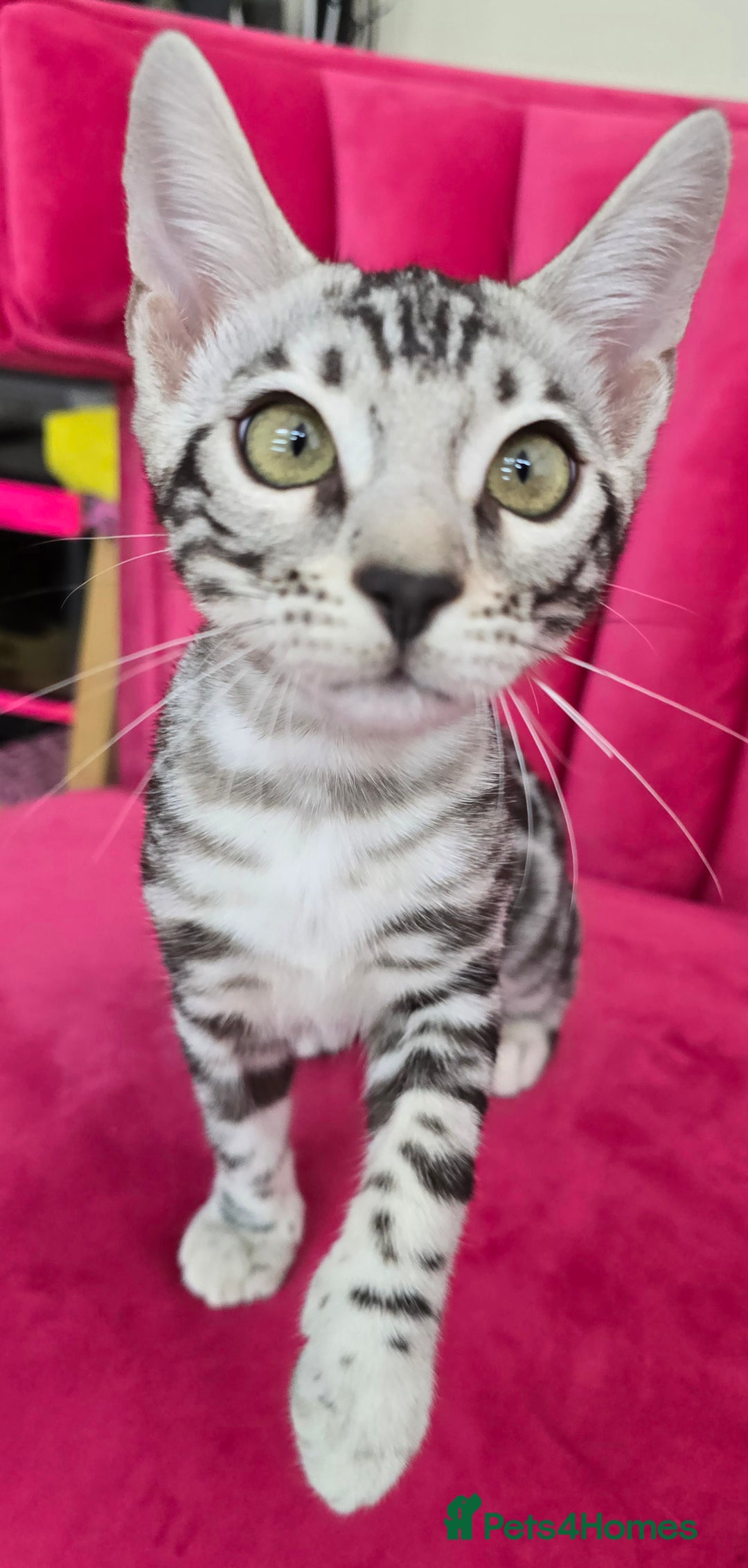 Bengal cats for sale: 3 exquisite Tica registered bengals *****READY NOW - Image 2