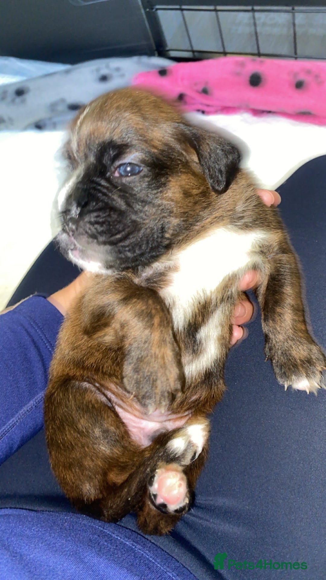Boxer dogs for sale: Boxer  - Image 5
