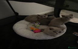 British Shorthair cats for sale: British shorthair kittens  - Image 14