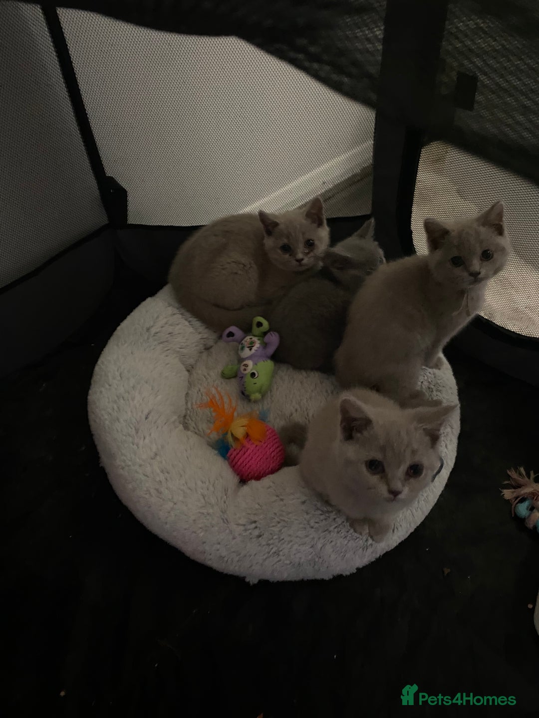 British Shorthair cats for sale: British shorthair kittens  - Image 14