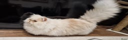 Munchkin cats for sale: Munchkin Persian male cat - Advert 8