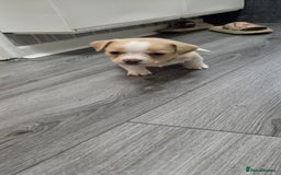 Mixed Breed dogs for sale: Adorable F1b Bullhuahua puppies - Image 23