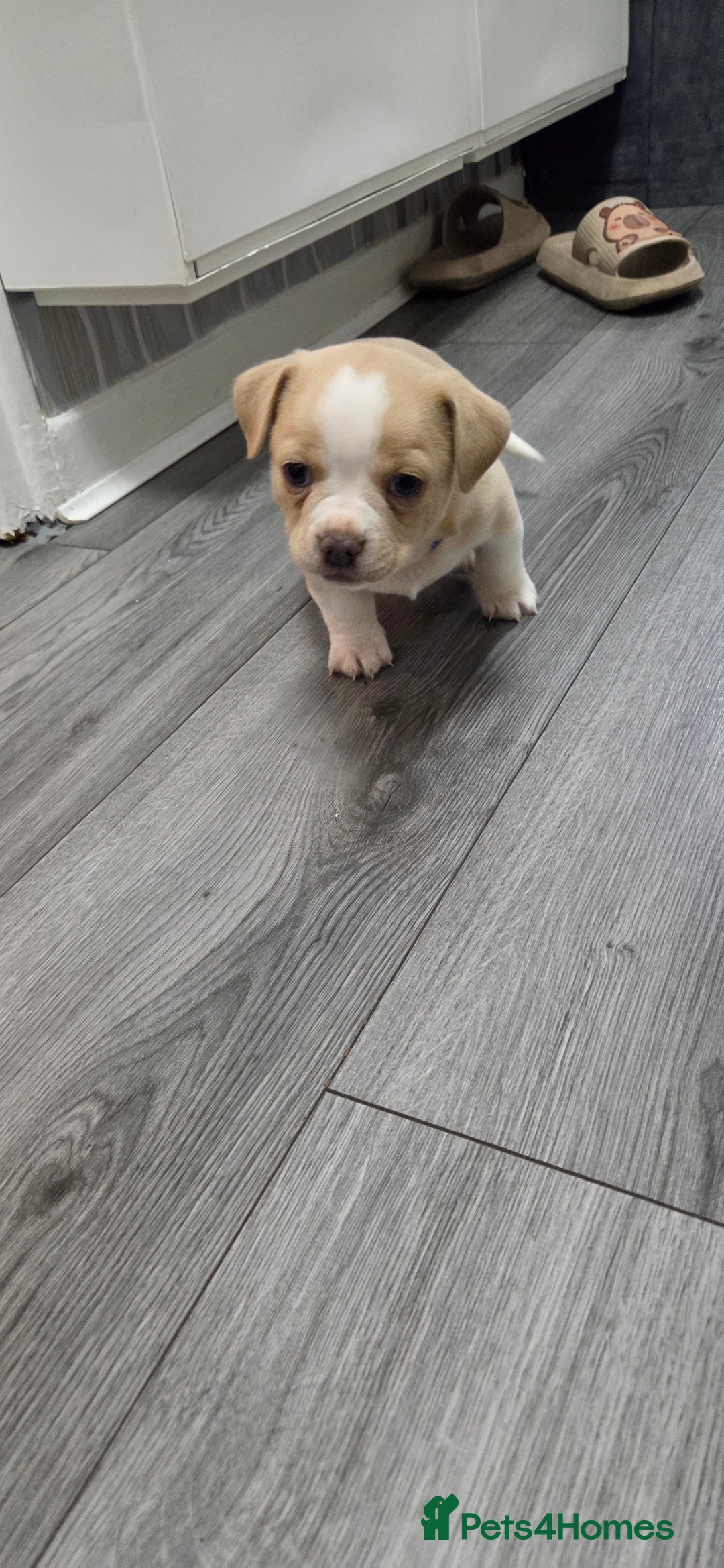Mixed Breed dogs for sale: Adorable F1b Bullhuahua puppies - Image 23