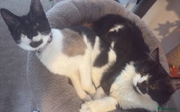 British Longhair cats for sale: Rescue kittens🧡 - Image 26