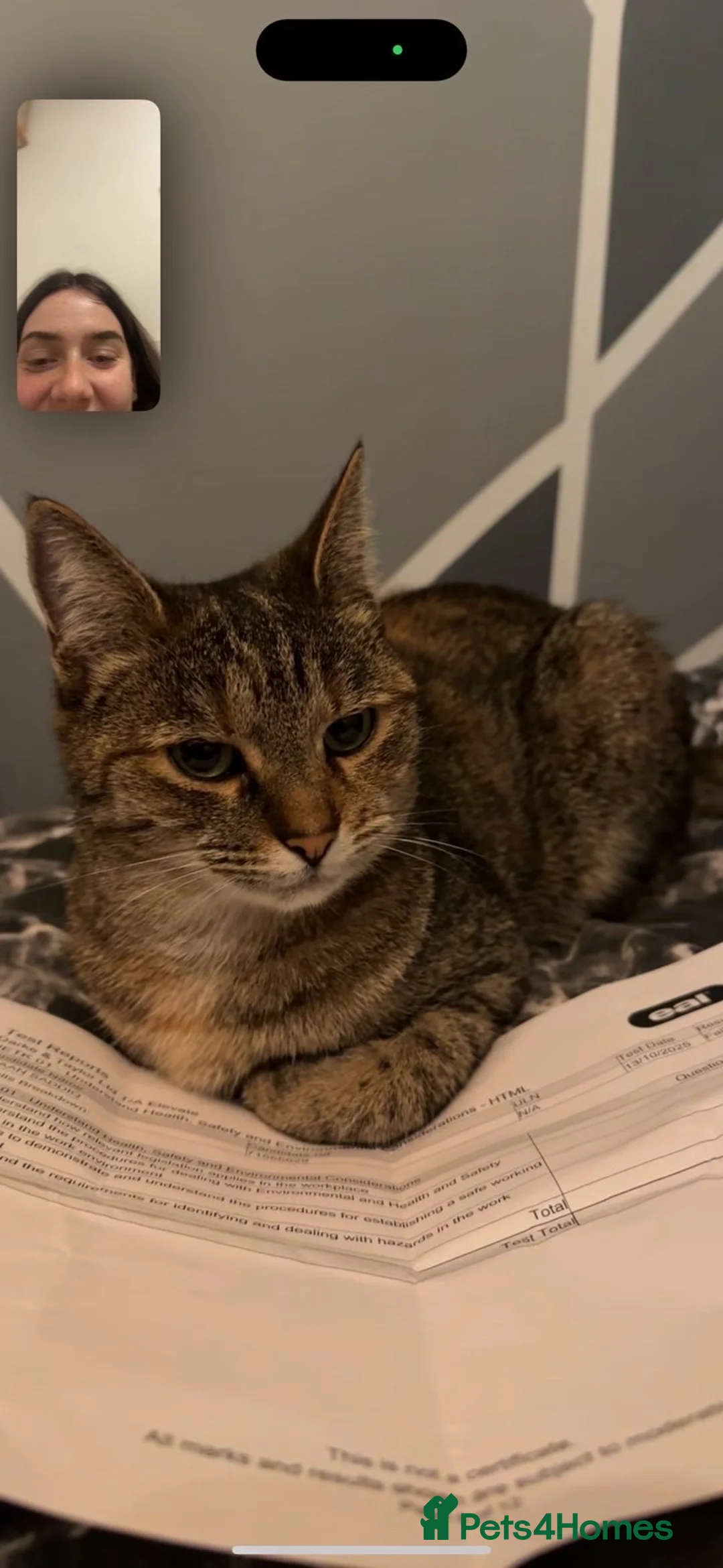 Mixed Breed cats for sale: Cat for sale - Advert 6