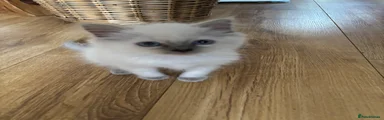 Pancake