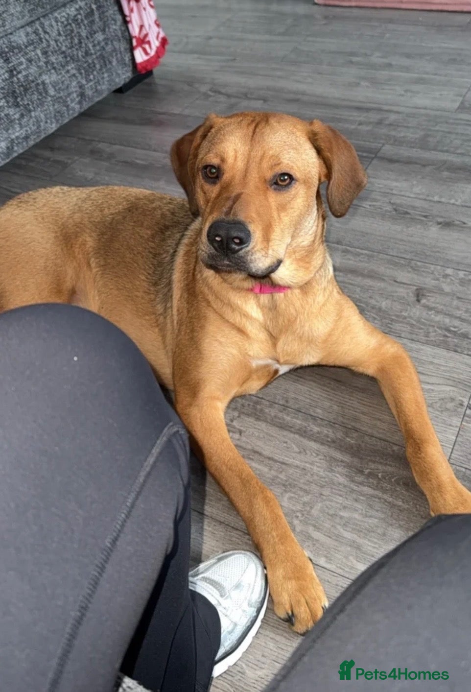 Mixed Breed dogs Bo 🎀 - Advert 17